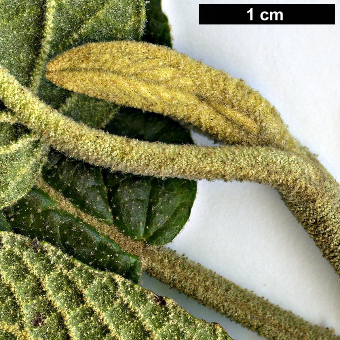 High resolution image: Family: Adoxaceae - Genus: Viburnum - Taxon: ×rhytidocarpum (V. buddleifolium × V. rhytidophyllum)